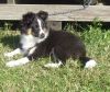 Choco Benji von der Sheltiebande ( Benji ) 28.08.08 -6